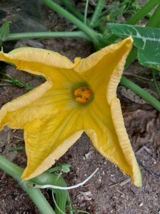 알 수 없음님의 호박 · 영농일지 작성글 사진