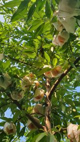 팜모닝 복숭아·자유게시판 게시글 이미지