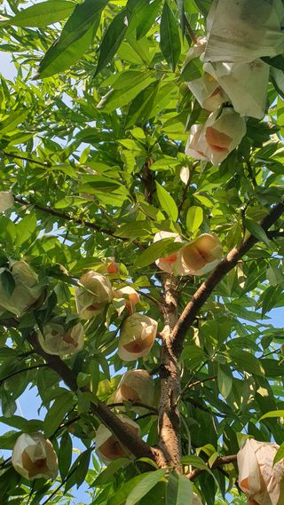 신용돈님의 복숭아 · 자유게시판 작성글 사진