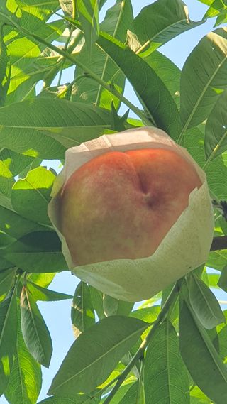 신용돈님의 복숭아 · 자유게시판 작성글 사진