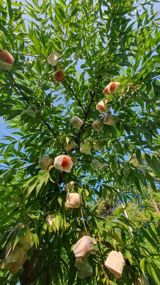 신용돈님의 복숭아 · 자유게시판 작성글 사진