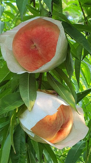 신용돈님의 복숭아 · 자유게시판 작성글 사진