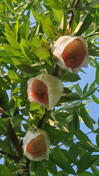 신용돈님의 복숭아 · 자유게시판 작성글 사진