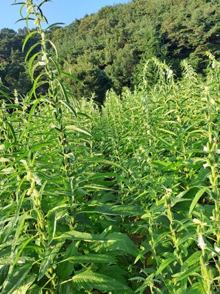 박흠님의 참깨 · 자유게시판 작성글 사진