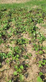 팜모닝 고구마·영농일지 게시글 이미지