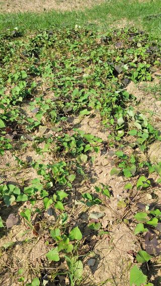 농촌아지님의 고구마 · 영농일지 작성글 사진