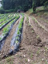 팜모닝 들깨·자유게시판 게시글 이미지