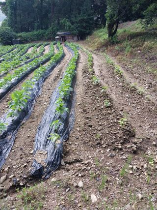 오영균 님의 들깨 · 자유게시판 작성글 사진