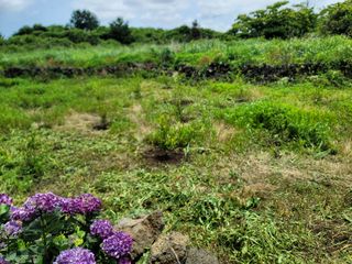 개인교수님의 귤 · 병해충상담 작성글 사진