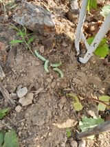 팜모닝 들깨·병해충상담 게시글 이미지