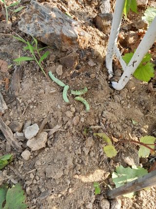 장기준님의 들깨 · 병해충상담 작성글 사진