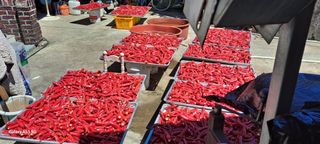 사천시향촌동 돼지띠님의 고추 · 일상 작성글 사진