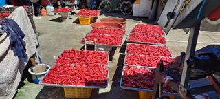 사천시향촌동 돼지띠님의 고추 · 일상 작성글 사진