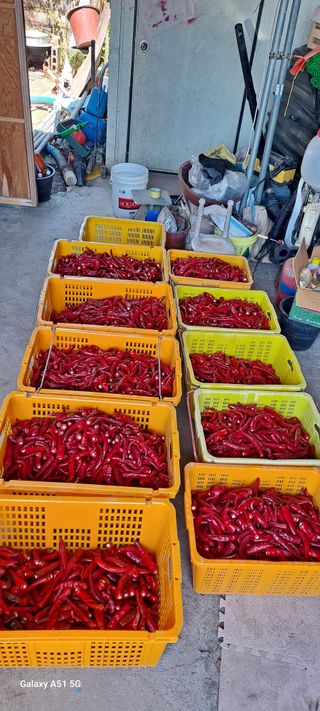 사천시향촌동 돼지띠님의 고추 · 일상 작성글 사진