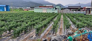 사천시향촌동 돼지띠님의 고추 · 일상 작성글 사진