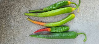 토성님의 고추 · 병해충상담 작성글 사진