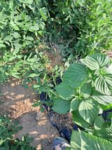 팜모닝 콩·자유게시판 게시글 이미지