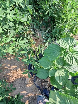 권태진님의 콩 · 자유게시판 작성글 사진