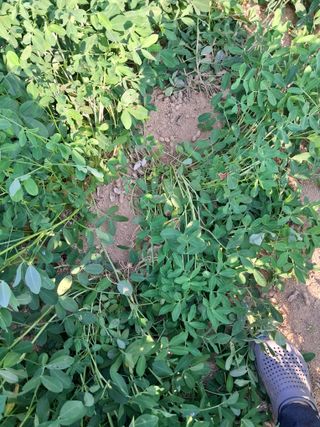 권태진님의 콩 · 자유게시판 작성글 사진