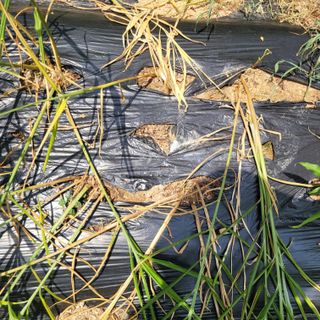 이창화님의 기타작물 · 병해충상담 작성글 사진