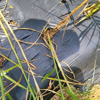 이창화님의 기타작물 · 병해충상담 작성글 사진