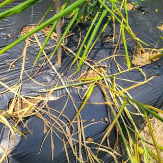 이창화님의 기타작물 · 병해충상담 작성글 사진