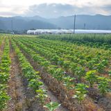 팜모닝 들깨·영농일지 게시글 이미지