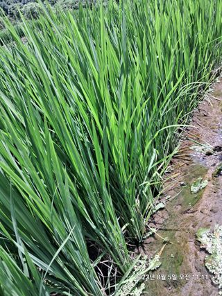 조준제님의 벼 · 자유게시판 작성글 사진