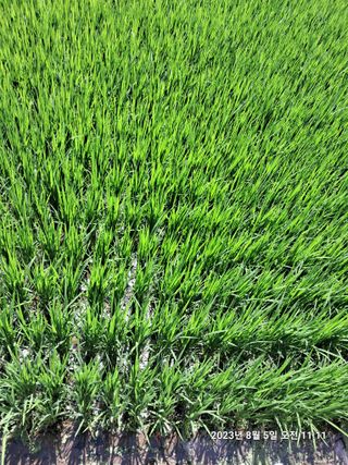 조준제님의 벼 · 자유게시판 작성글 사진