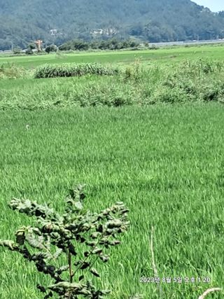 조준제님의 벼 · 자유게시판 작성글 사진