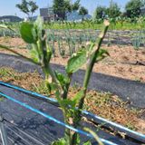 팜모닝 고추·수확 게시글 이미지