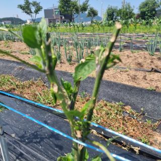 이종권님의 고추 · 수확 작성글 사진