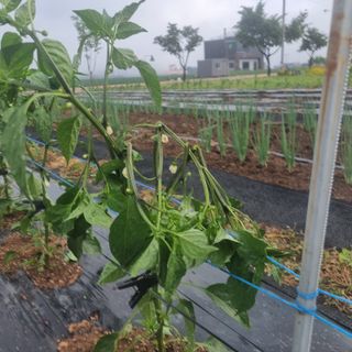 이종권님의 고추 · 수확 작성글 사진