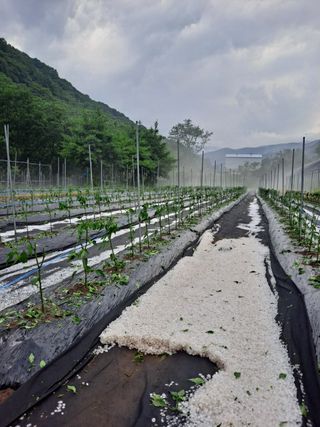 이종권님의 고추 · 수확 작성글 사진