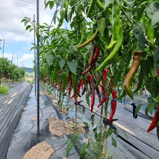이종권님의 고추 · 수확 작성글 사진