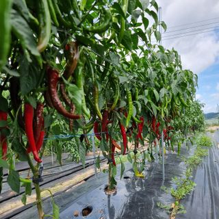 이종권님의 고추 · 수확 작성글 사진