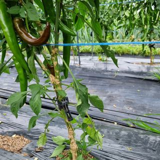 이종권님의 고추 · 수확 작성글 사진