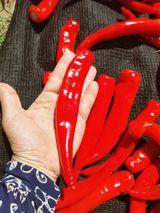 팜모닝 고추·영농일지 게시글 이미지