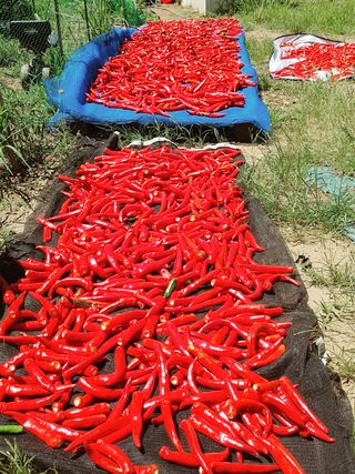 이승호님의 고추 · 영농일지 작성글 사진