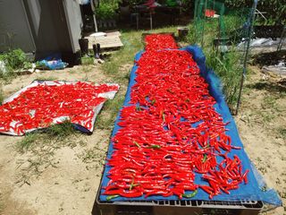 이승호님의 고추 · 수확 작성글 사진