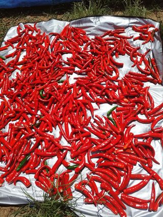 이승호님의 고추 · 수확 작성글 사진