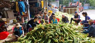 장관덕님의 옥수수 · 자유게시판 작성글 사진