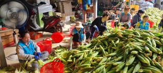 장관덕님의 옥수수 · 자유게시판 작성글 사진