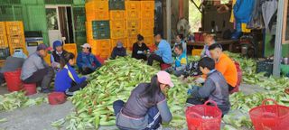 장관덕님의 옥수수 · 자유게시판 작성글 사진