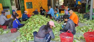 장관덕님의 옥수수 · 자유게시판 작성글 사진