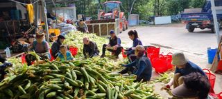 장관덕님의 옥수수 · 자유게시판 작성글 사진