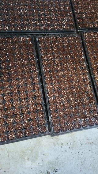 방촌대장님의 배추 · 파종•정식 작성글 사진