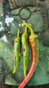 팜모닝 고추·병해충상담 게시글 이미지