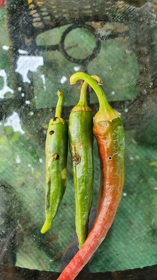 heon5486님의 고추 · 병해충상담 작성글 사진