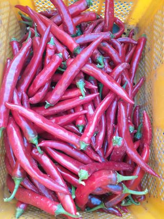 하동베리굿베리팜님의 고추 · 영농일지 작성글 사진